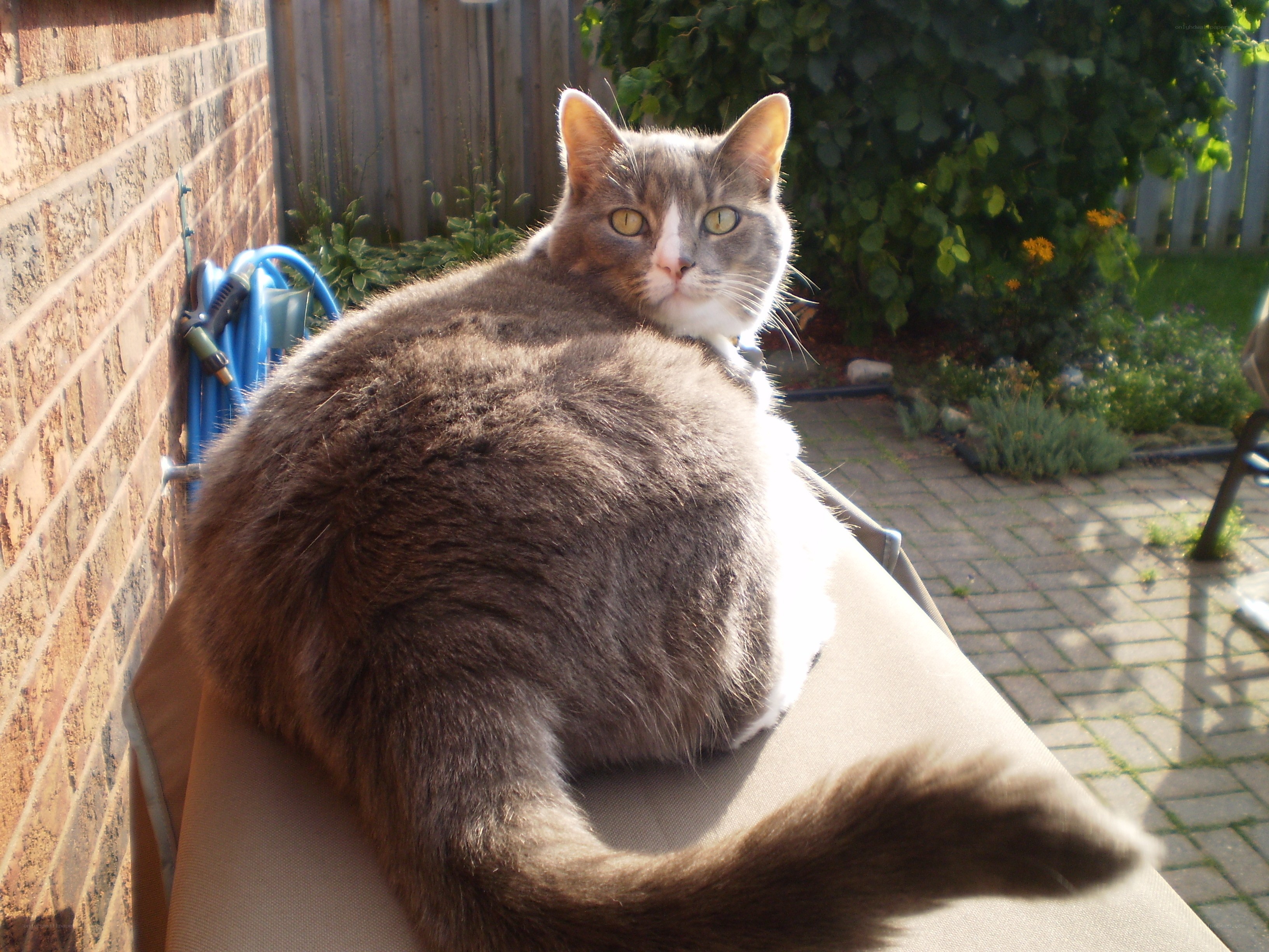 Cat sunbathing on patio