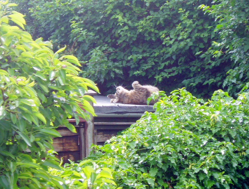 cat sunbathing on roof