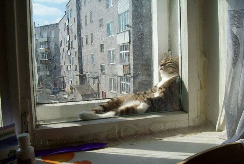 Cat sunbathing on windowsill