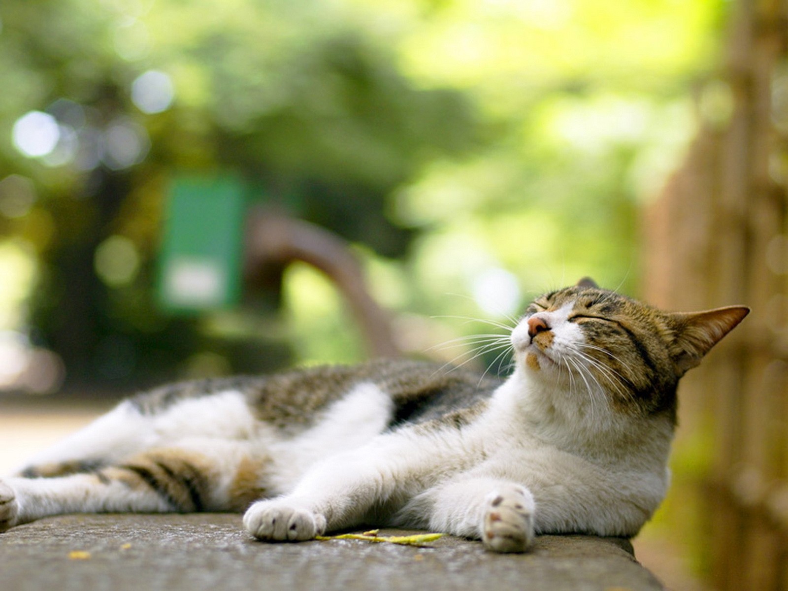 cat sunbathing outdoors