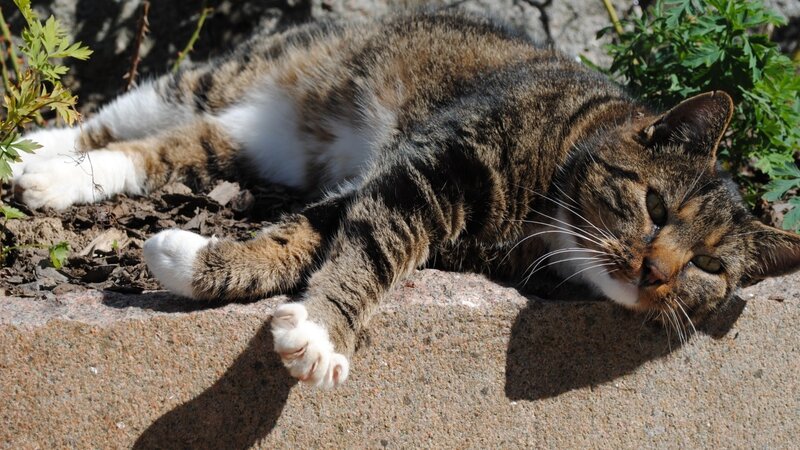 cat sunbathing outdoors