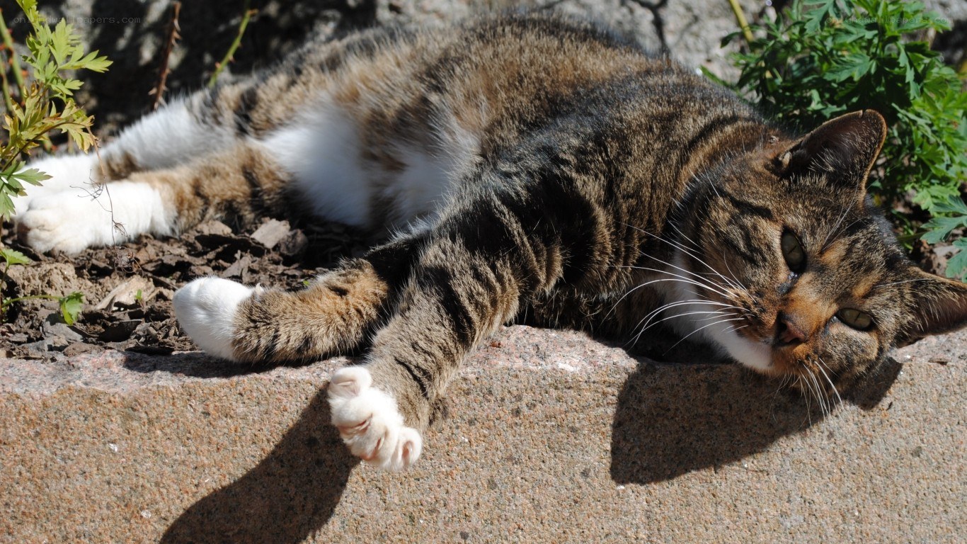 cat sunbathing outdoors