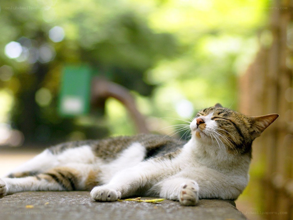 Cat sunbathing outdoors