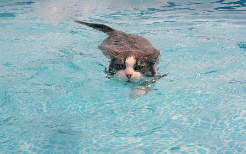 Cat Swimming in Pool — Blue, Calm, Afternoon