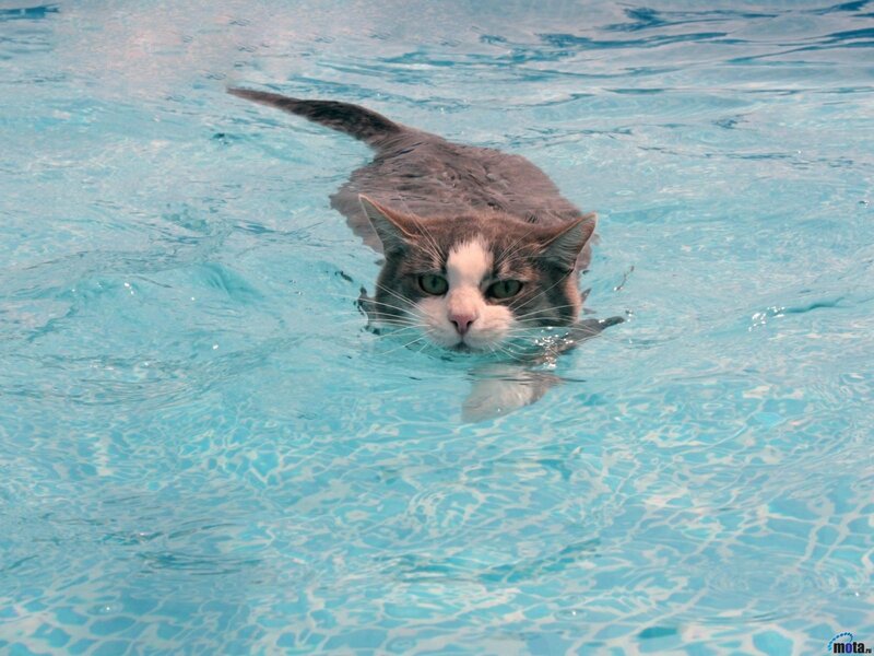 Cat Swimming in Pool — Blue, Calm