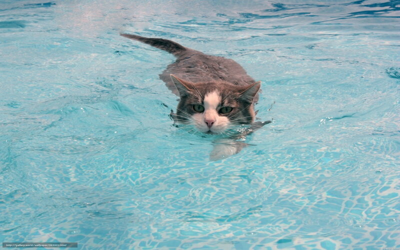 cat swimming in pool