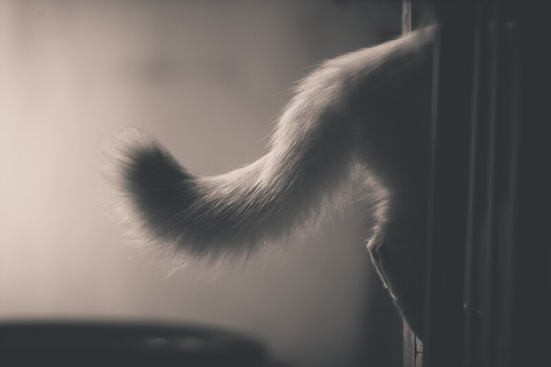 cat tail in soft light