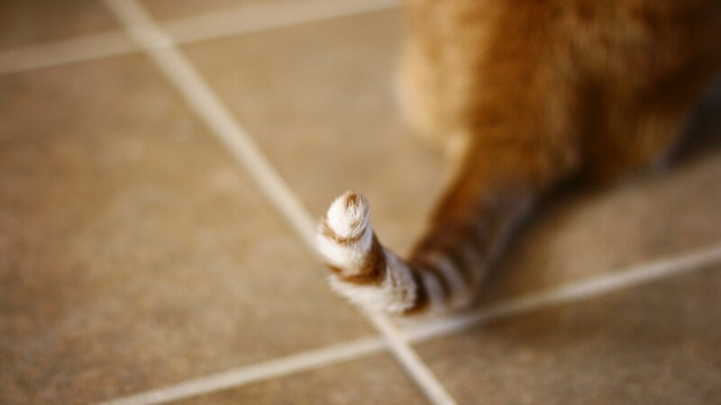 cat tail on tiled floor