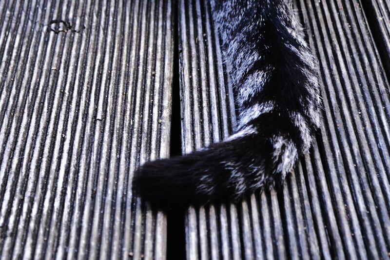 cat tail on wooden deck