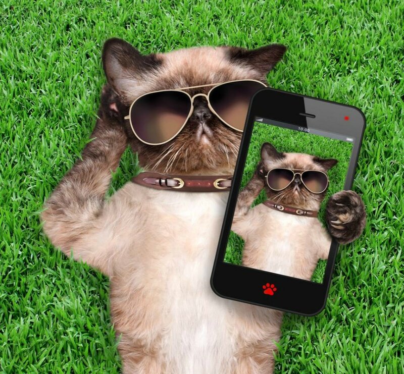 Cat Taking Selfie