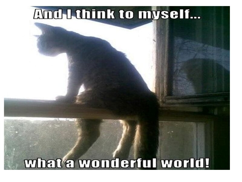 cat thinking positively