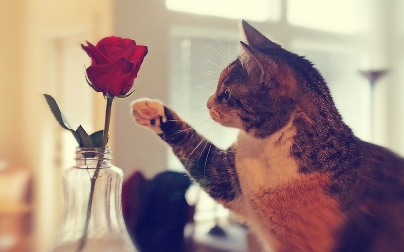 cat touching a red rose