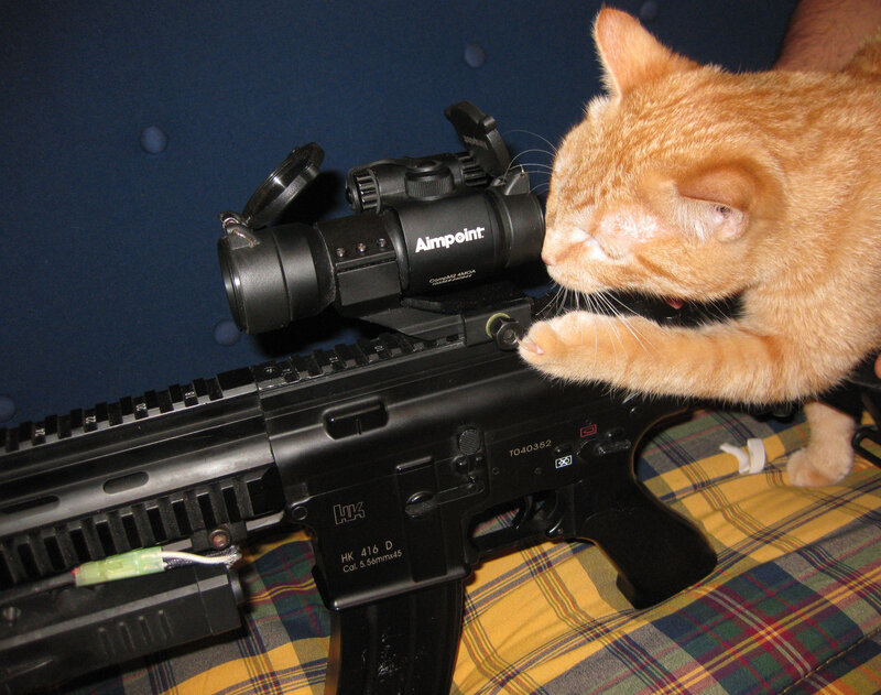 cat touching a rifle
