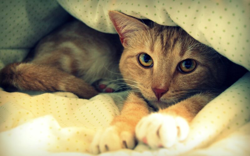 cat under a blanket