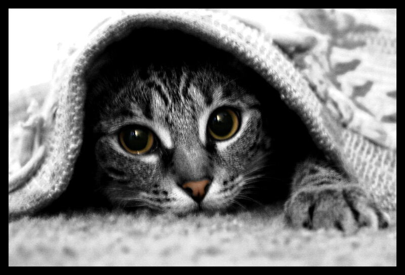 cat under a blanket