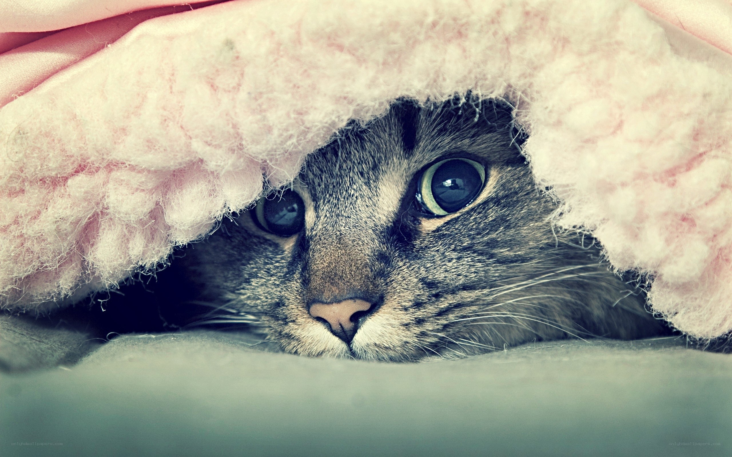 cat under a blanket