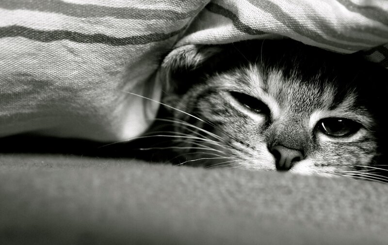 cat under a blanket