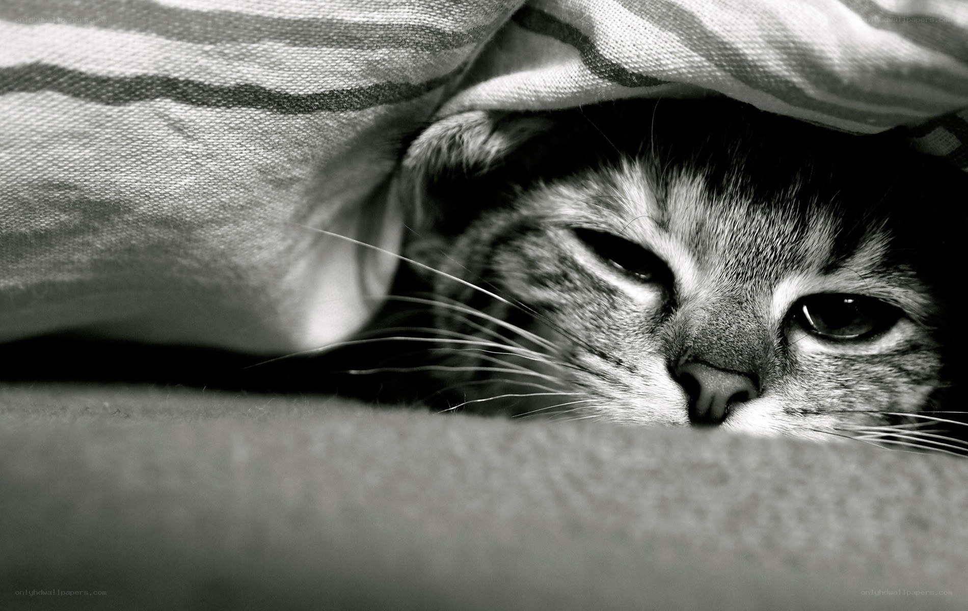 cat under a blanket