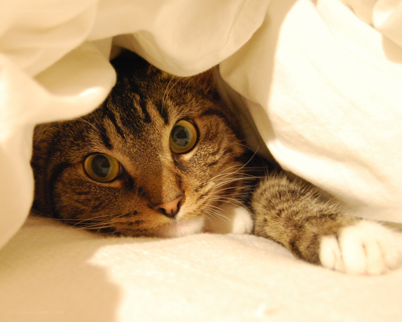 cat under a blanket