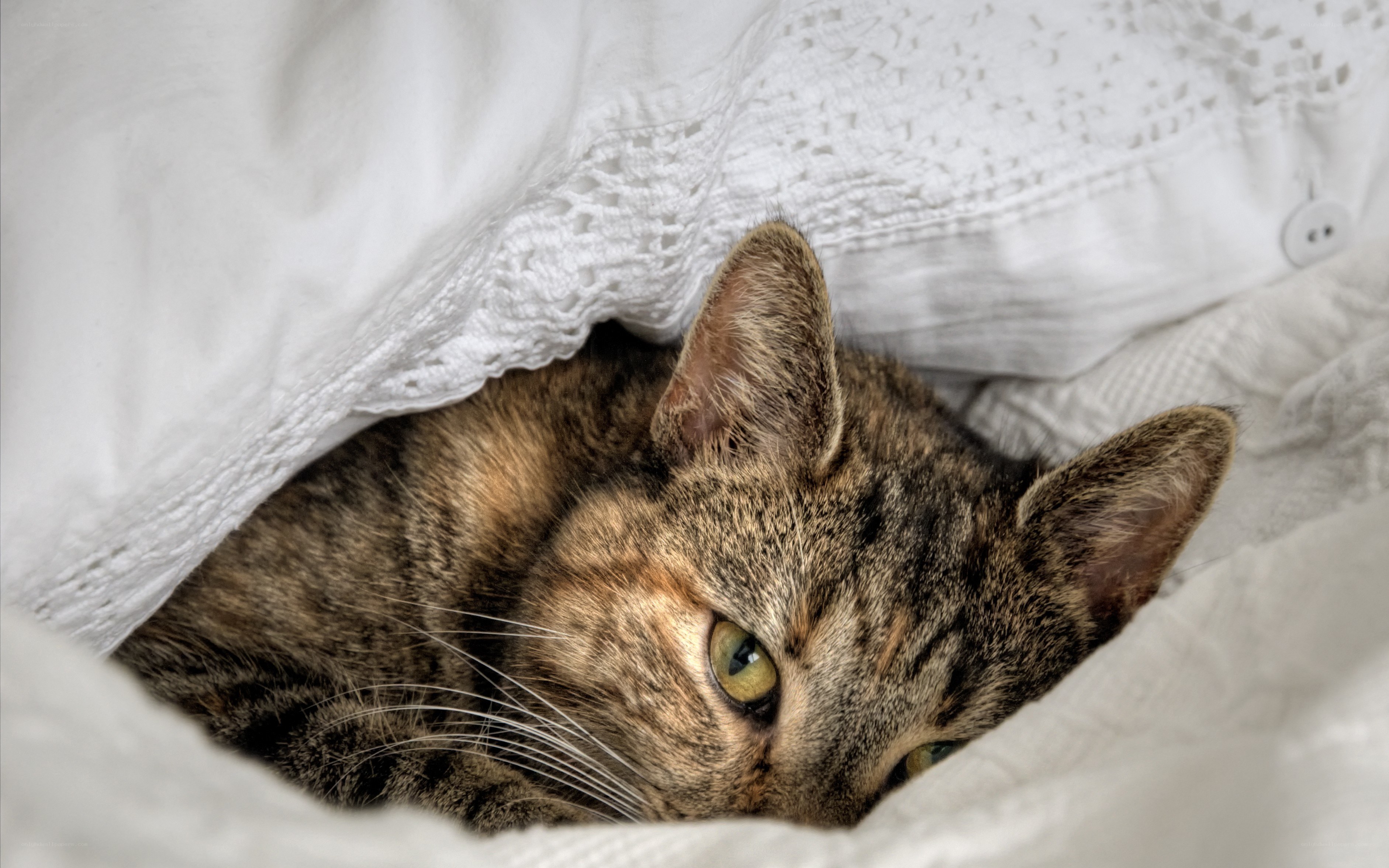 cat under a blanket
