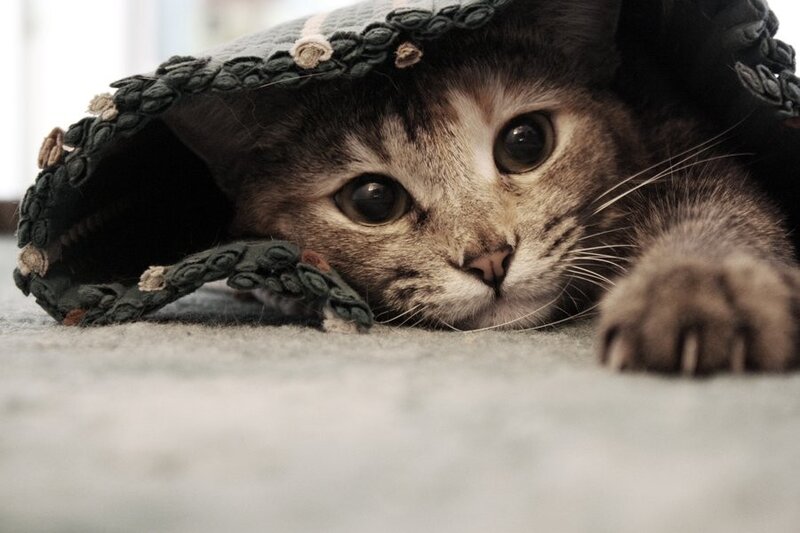 cat under a blanket