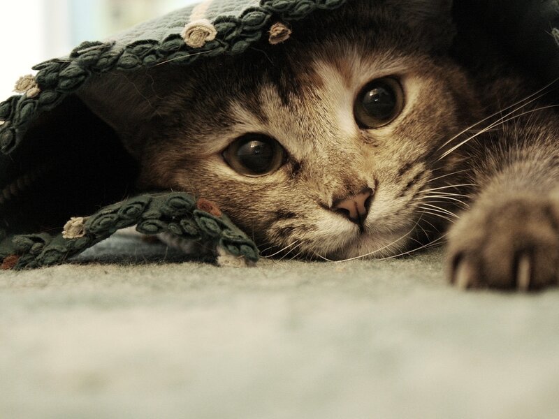 cat under a blanket