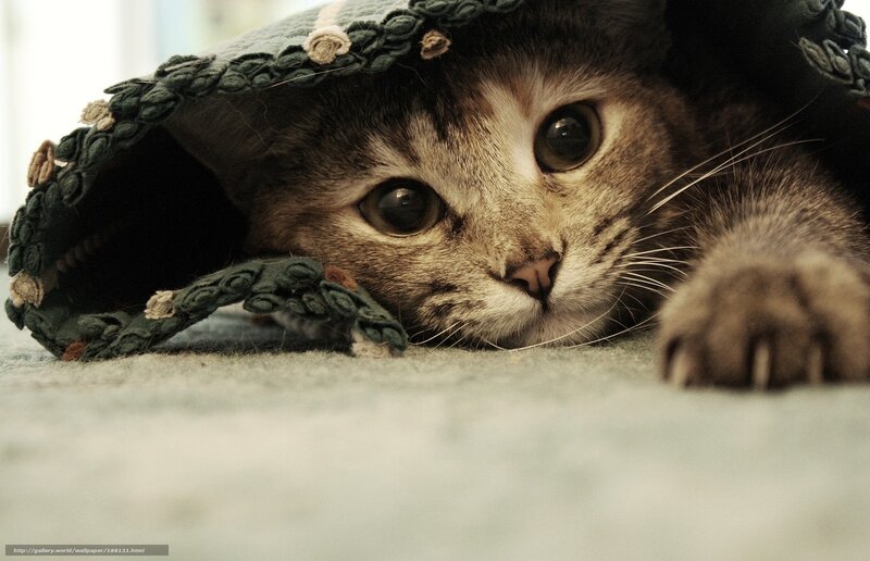 cat under a blanket