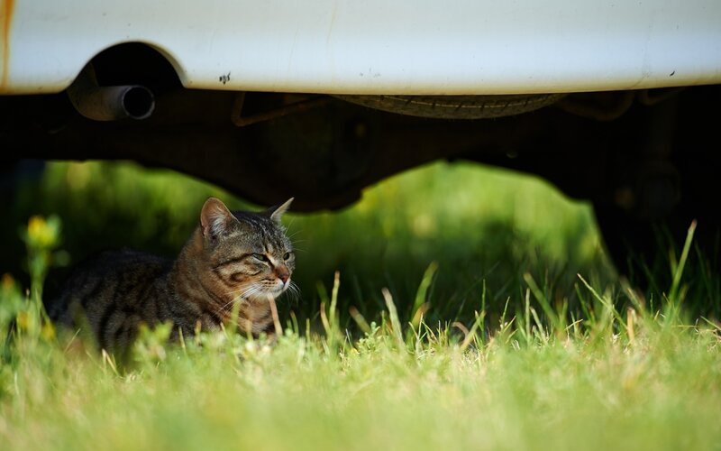 cat under a car