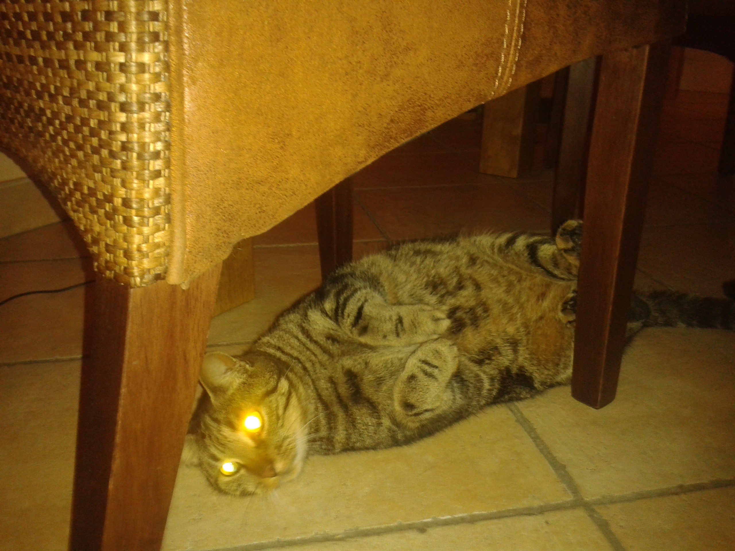 cat under a chair