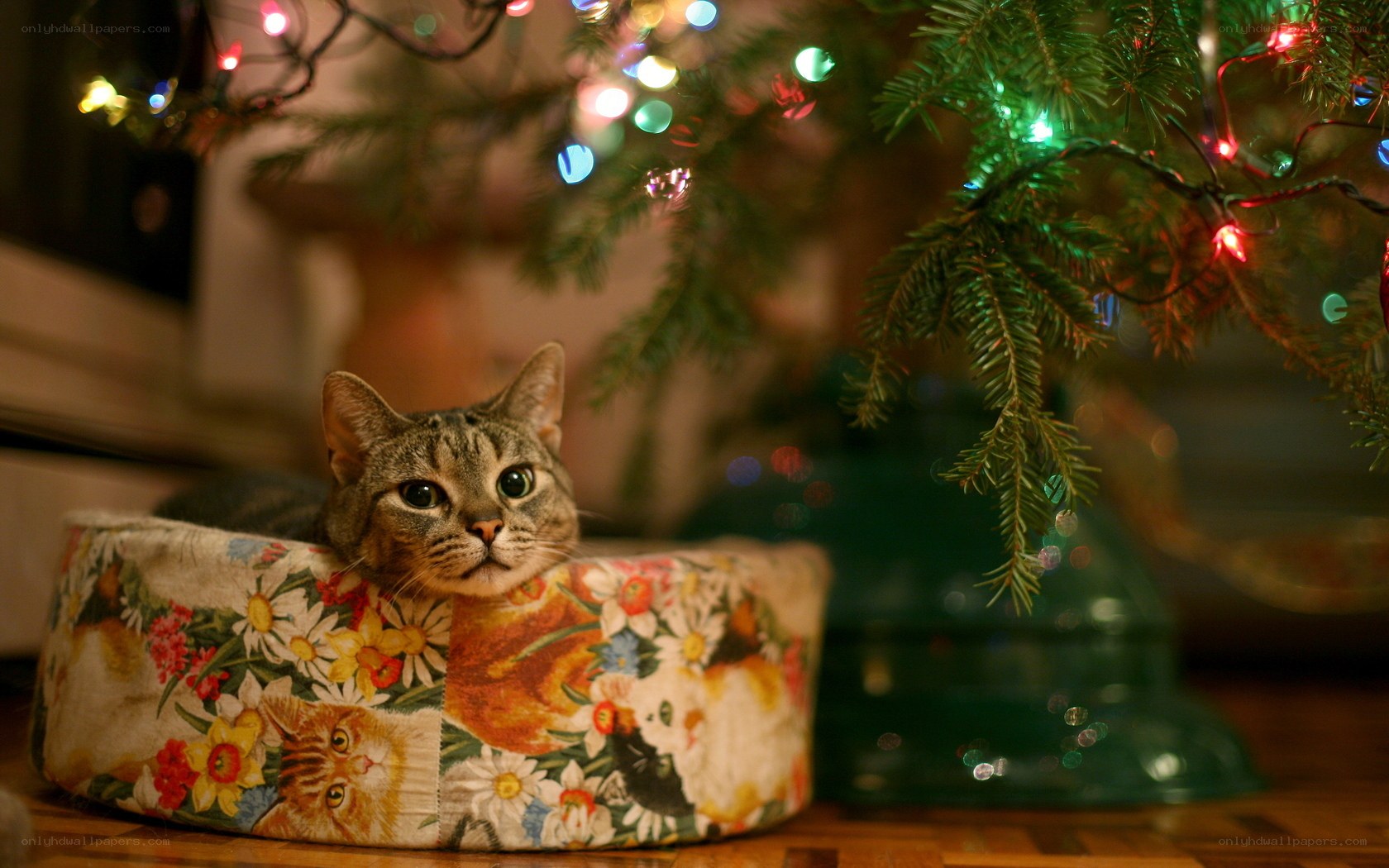 cat under a Christmas tree
