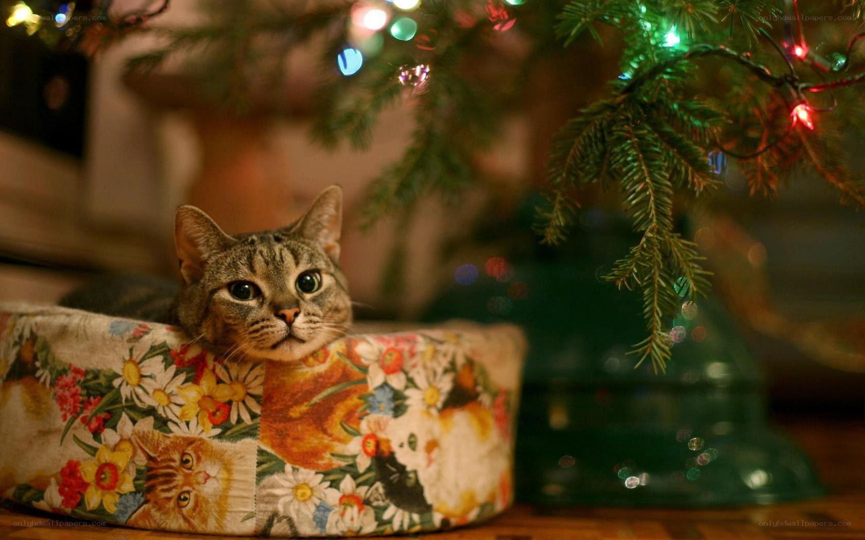 cat under a Christmas tree