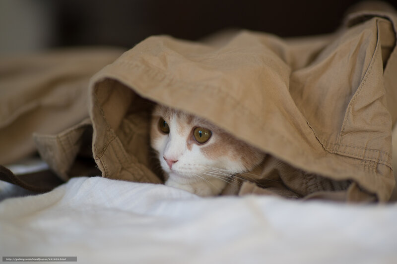 Cat under a Cloth