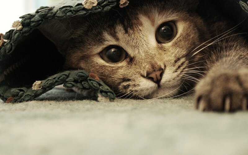 cat under a crocheted hat
