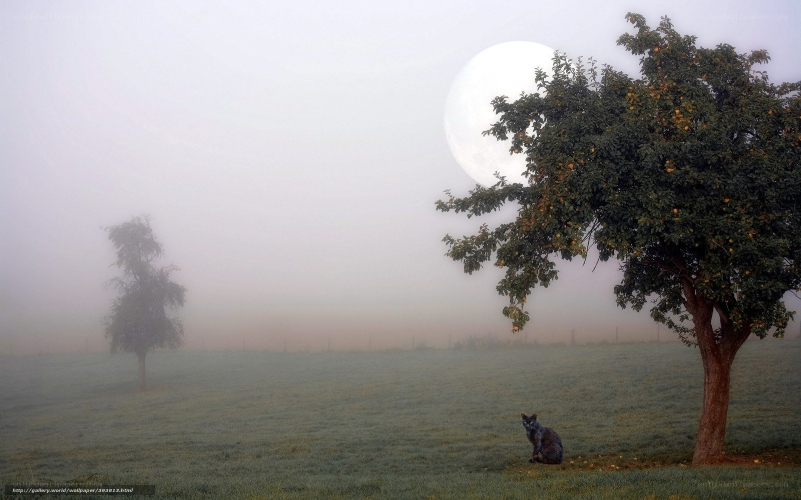 Cat under a full moon