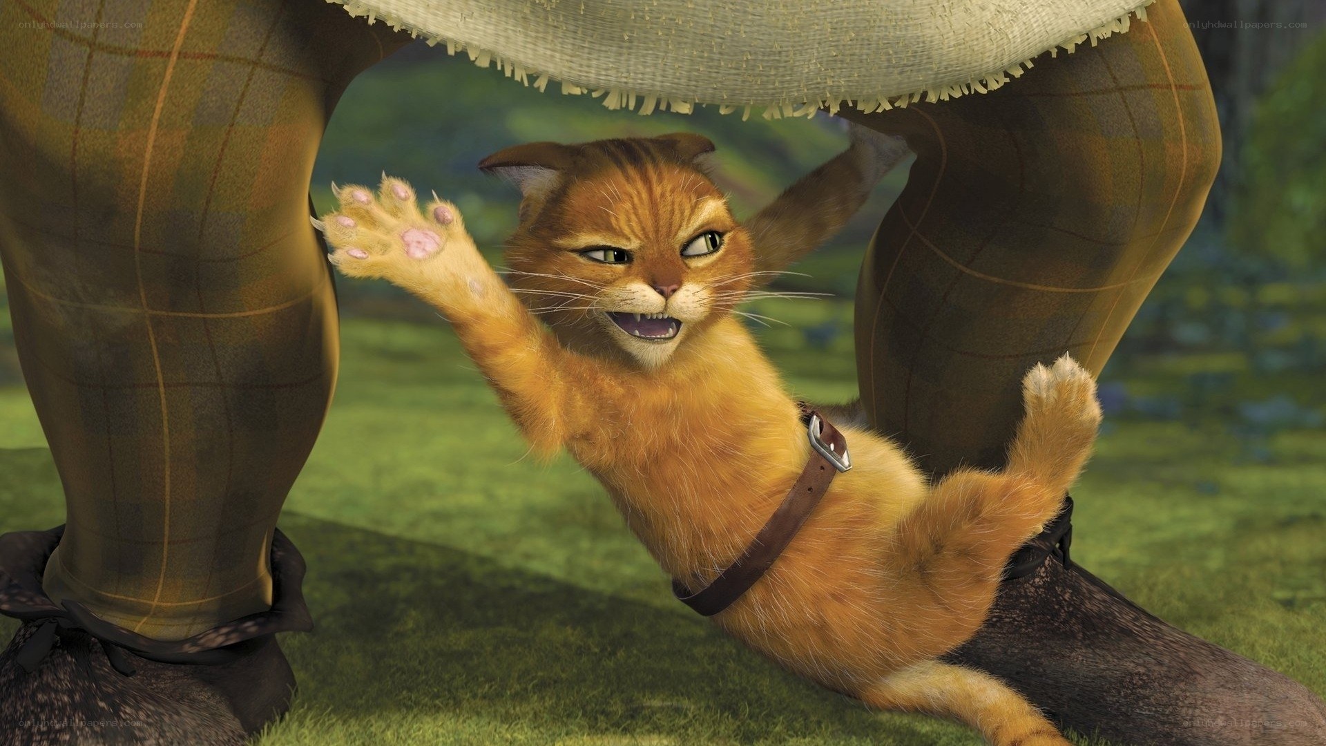 Cat under a giant's legs
