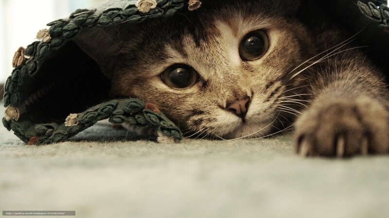 cat under a hat