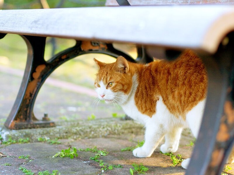 cat under a park bench