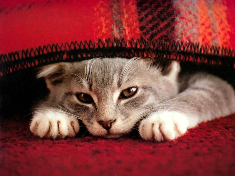 cat under a red blanket