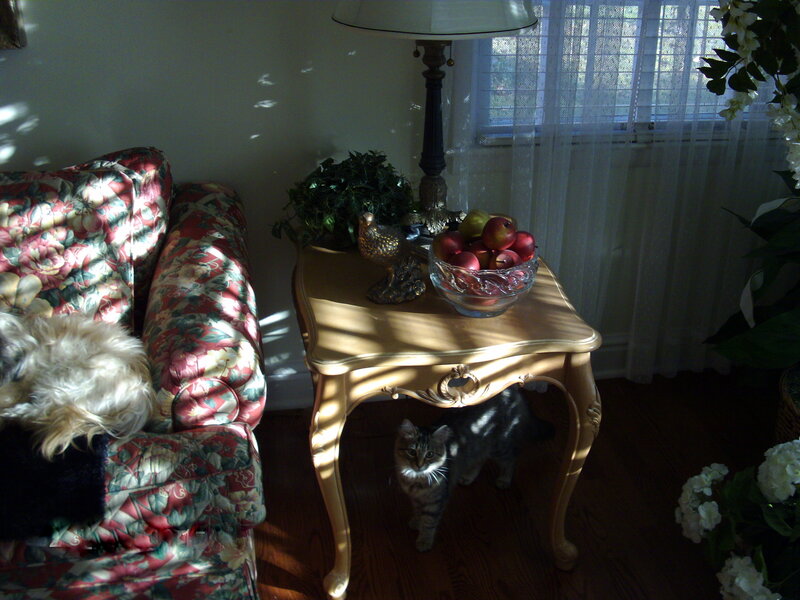 Cat under a side table