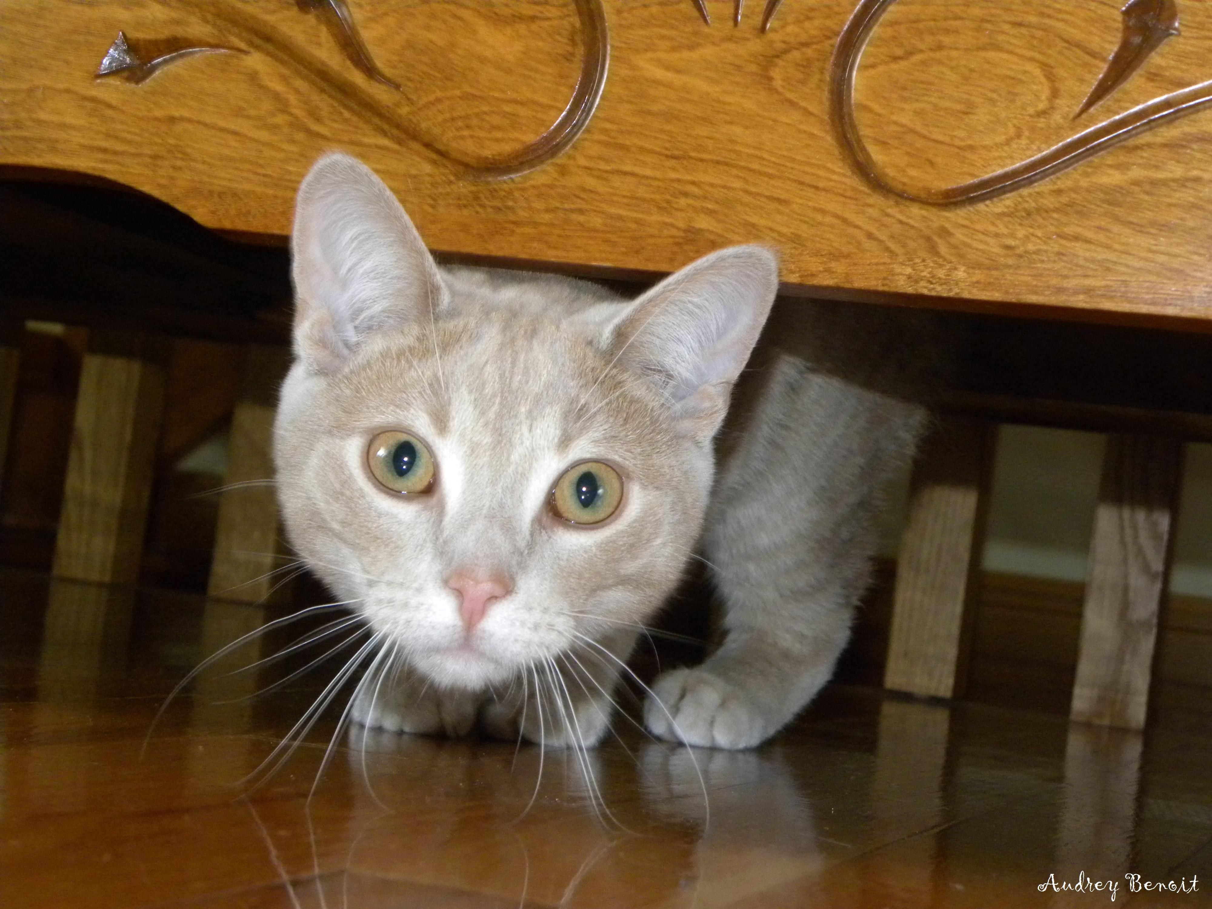 cat under a table
