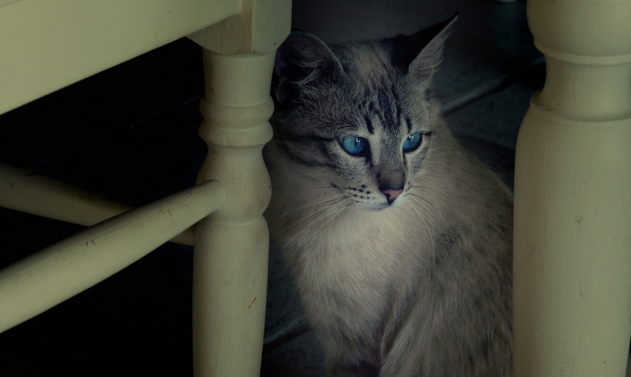 cat under a table