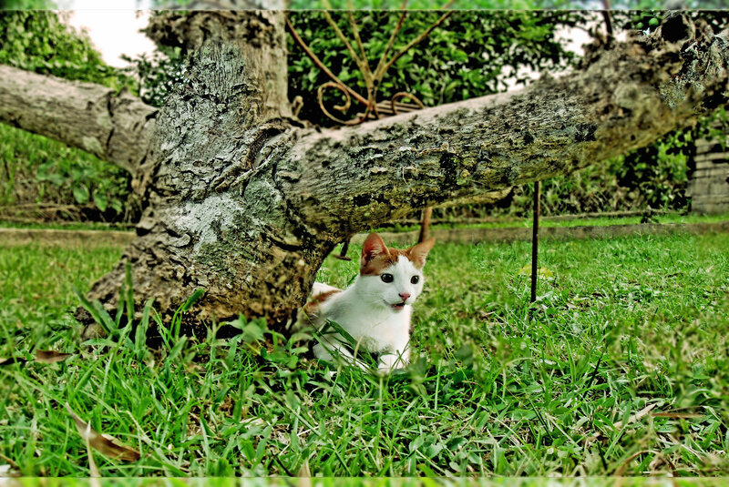 cat under a tree