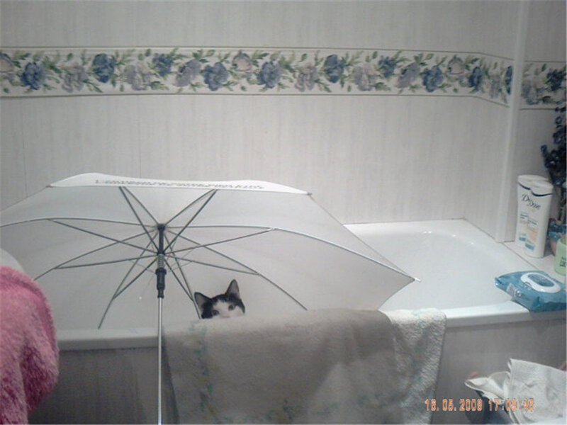 cat under an umbrella in a bathtub