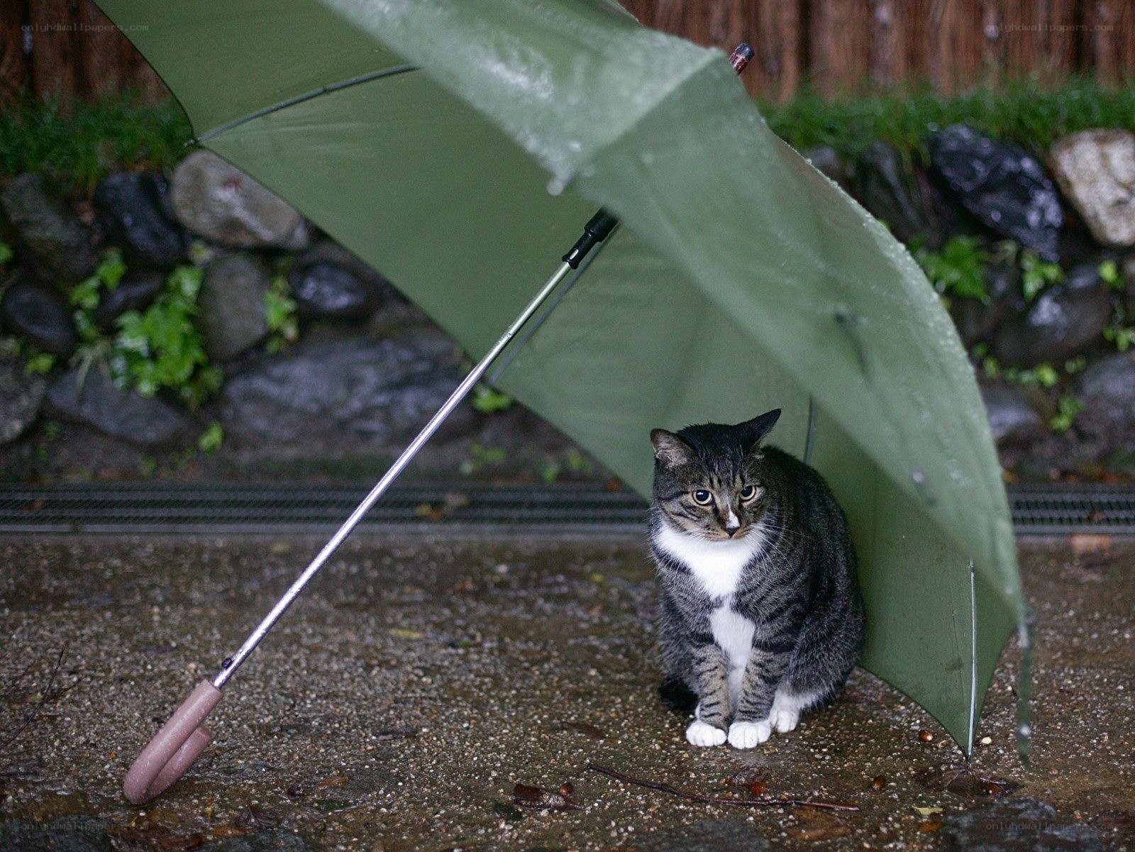 Cat under an umbrella in rain