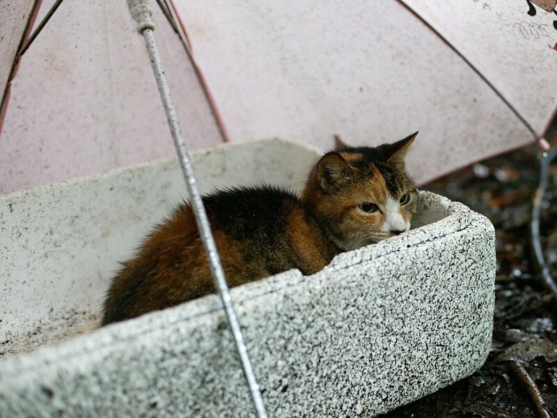 Cat under an umbrella