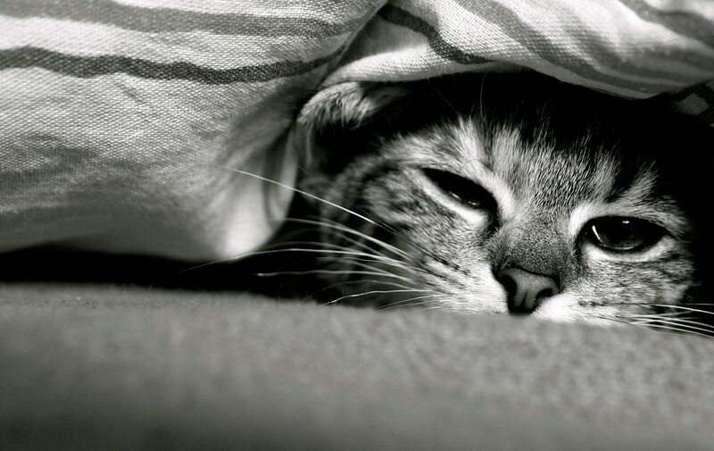 Cat under Blanket — Black