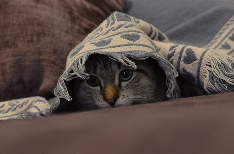 Cat under Blanket — Brown