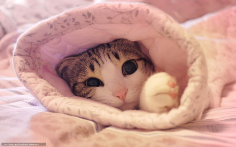 Cat under Blanket — Pink