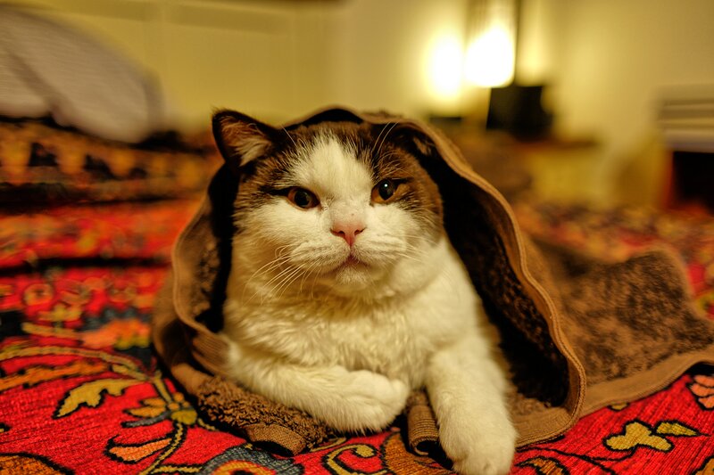 Cat under Blanket — Red