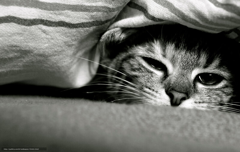 cat under blanket